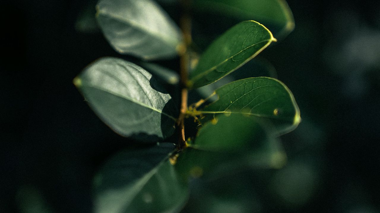 Wallpaper branch, leaves, plant, macro, green, glare