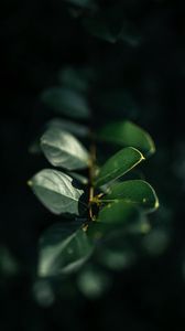 Preview wallpaper branch, leaves, plant, macro, green, glare