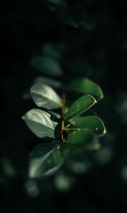 Preview wallpaper branch, leaves, plant, macro, green, glare