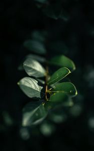 Preview wallpaper branch, leaves, plant, macro, green, glare