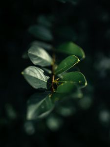 Preview wallpaper branch, leaves, plant, macro, green, glare