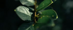 Preview wallpaper branch, leaves, plant, macro, green, glare