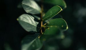 Preview wallpaper branch, leaves, plant, macro, green, glare