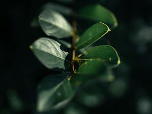 Preview wallpaper branch, leaves, plant, macro, green, glare