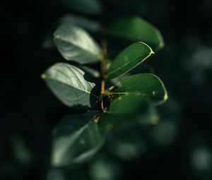 Preview wallpaper branch, leaves, plant, macro, green, glare