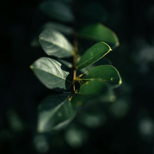 Preview wallpaper branch, leaves, plant, macro, green, glare