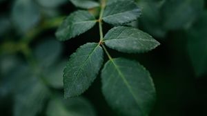 Preview wallpaper branch, leaves, plant, green, macro