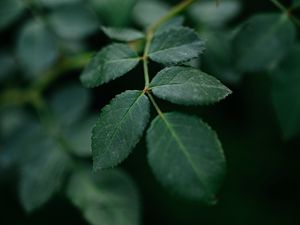 Preview wallpaper branch, leaves, plant, green, macro