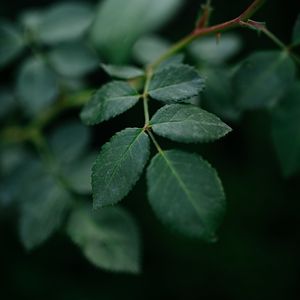 Preview wallpaper branch, leaves, plant, green, macro