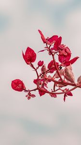 Preview wallpaper branch, leaves, red, plant, closeup