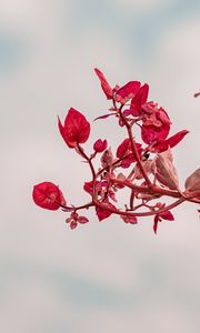 Preview wallpaper branch, leaves, red, plant, closeup