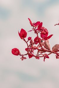 Preview wallpaper branch, leaves, red, plant, closeup