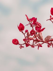 Preview wallpaper branch, leaves, red, plant, closeup