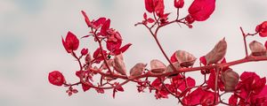 Preview wallpaper branch, leaves, red, plant, closeup