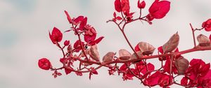 Preview wallpaper branch, leaves, red, plant, closeup