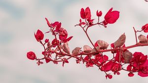 Preview wallpaper branch, leaves, red, plant, closeup