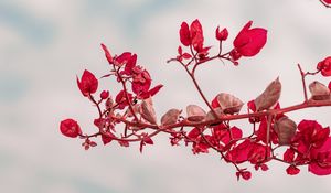 Preview wallpaper branch, leaves, red, plant, closeup