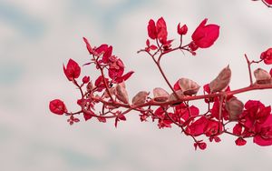 Preview wallpaper branch, leaves, red, plant, closeup