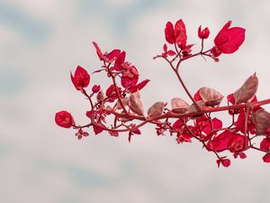 Preview wallpaper branch, leaves, red, plant, closeup