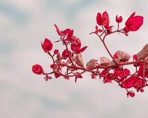 Preview wallpaper branch, leaves, red, plant, closeup
