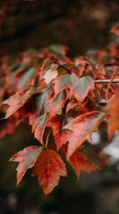 Preview wallpaper branch, leaves, red, plant