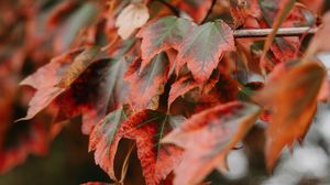 Preview wallpaper branch, leaves, red, plant
