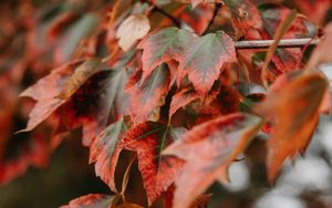 Preview wallpaper branch, leaves, red, plant