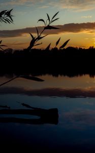 Preview wallpaper branch, leaves, river, trees, twilight