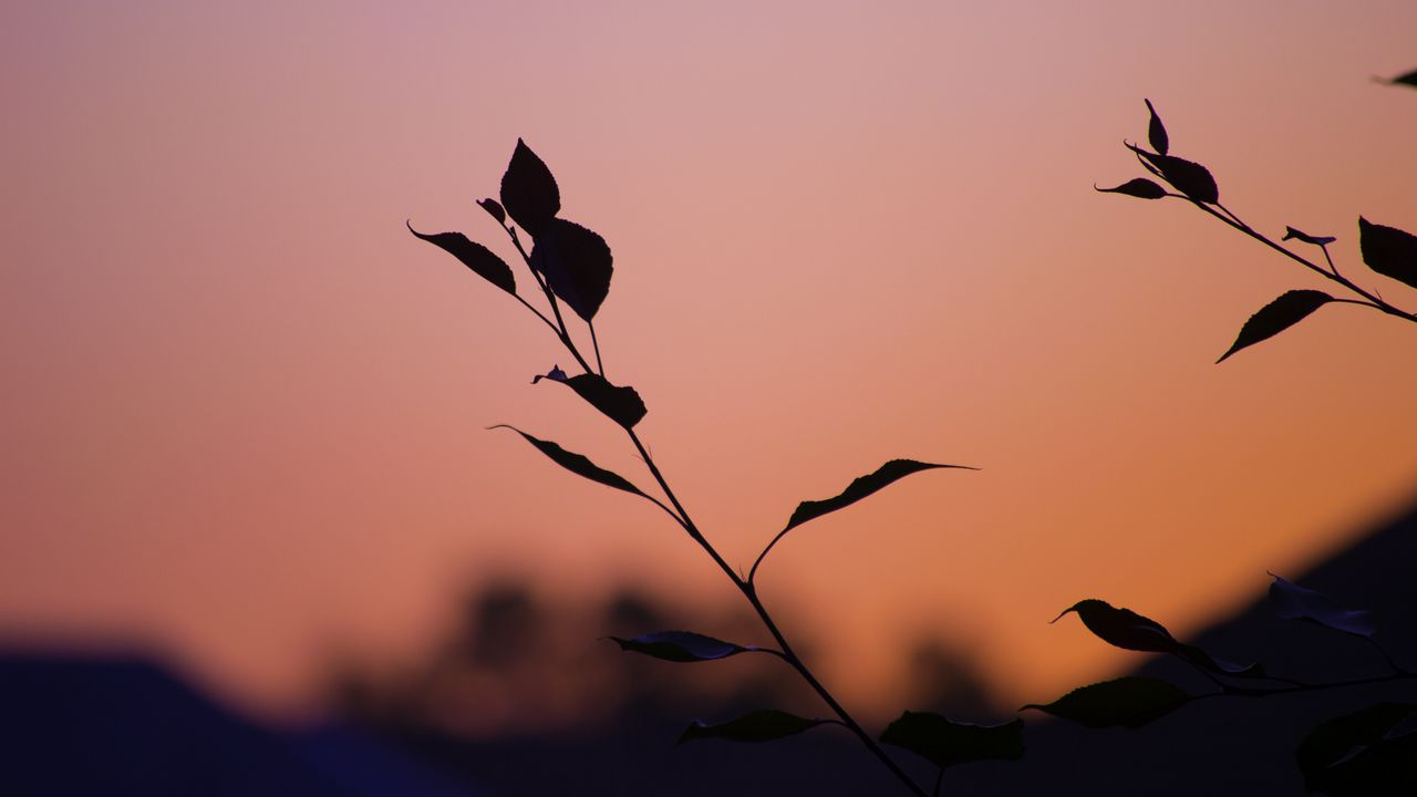 Wallpaper branch, leaves, silhouettes, sunset, dark