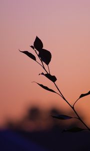 Preview wallpaper branch, leaves, silhouettes, sunset, dark