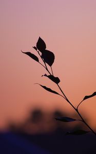 Preview wallpaper branch, leaves, silhouettes, sunset, dark