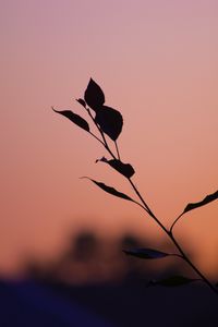 Preview wallpaper branch, leaves, silhouettes, sunset, dark
