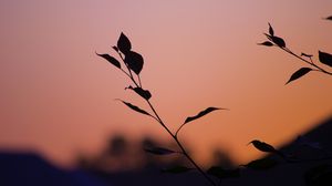 Preview wallpaper branch, leaves, silhouettes, sunset, dark