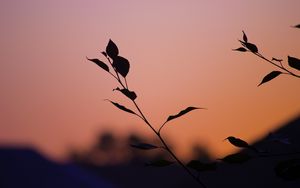 Preview wallpaper branch, leaves, silhouettes, sunset, dark