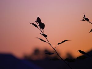 Preview wallpaper branch, leaves, silhouettes, sunset, dark