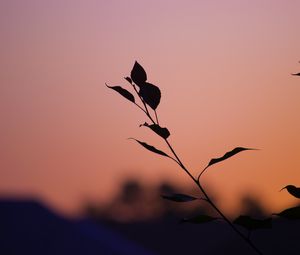 Preview wallpaper branch, leaves, silhouettes, sunset, dark