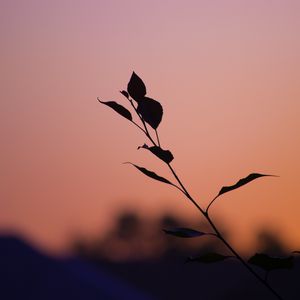 Preview wallpaper branch, leaves, silhouettes, sunset, dark