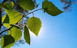 Preview wallpaper branch, leaves, sky, macro