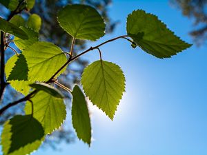 Preview wallpaper branch, leaves, sky, macro