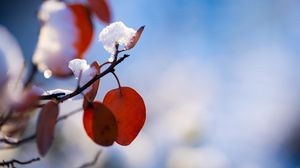 Preview wallpaper branch, leaves, snow, macro, plant