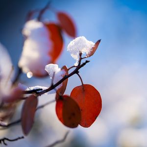 Preview wallpaper branch, leaves, snow, macro, plant