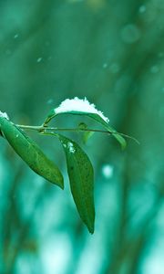 Preview wallpaper branch, leaves, snow, macro, green