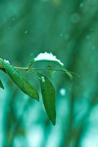 Preview wallpaper branch, leaves, snow, macro, green