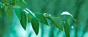 Preview wallpaper branch, leaves, snow, macro, green