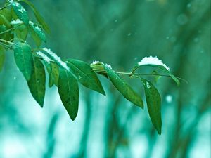 Preview wallpaper branch, leaves, snow, macro, green