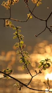 Preview wallpaper branch, leaves, spring, glare