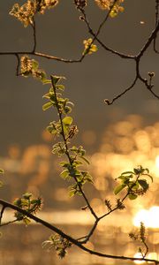 Preview wallpaper branch, leaves, spring, glare