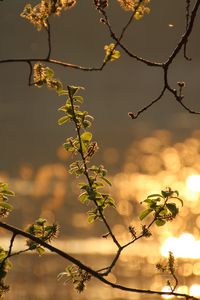 Preview wallpaper branch, leaves, spring, glare