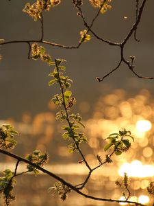 Preview wallpaper branch, leaves, spring, glare