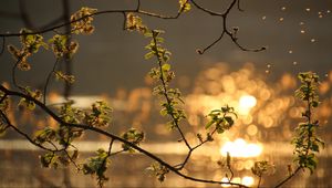 Preview wallpaper branch, leaves, spring, glare